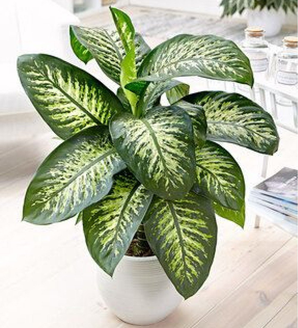 Difenbahya Çiçeği – Manavgat Aynı Gün Sağlıklı Bitki